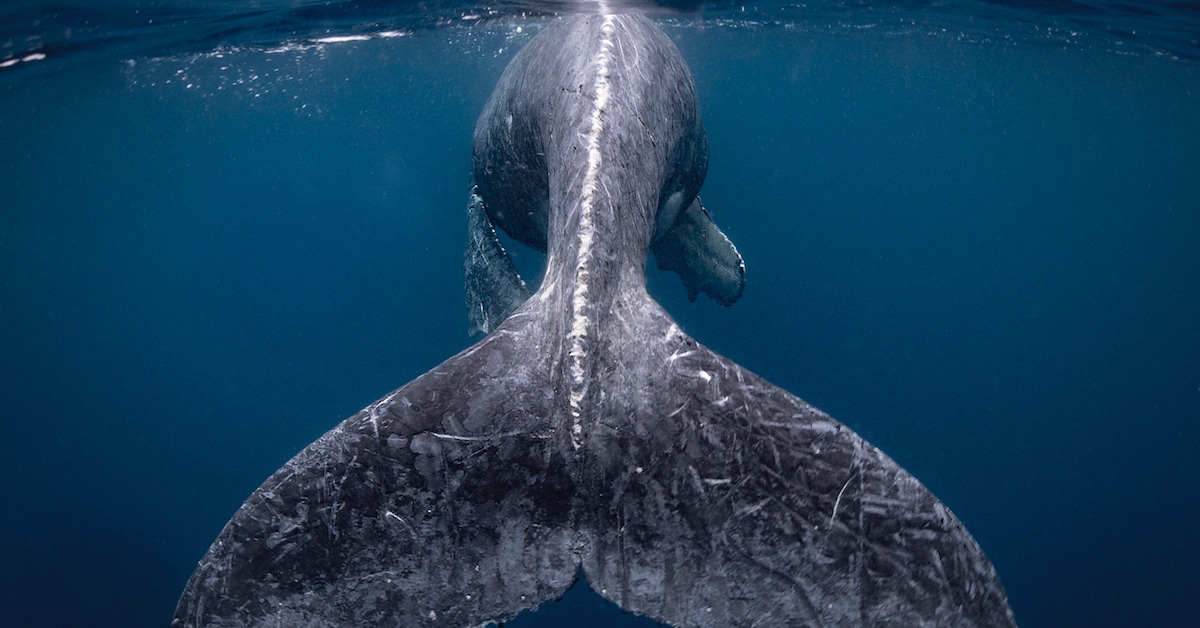 Winners of the 2018 National Geographic Travel Photographer of the Year