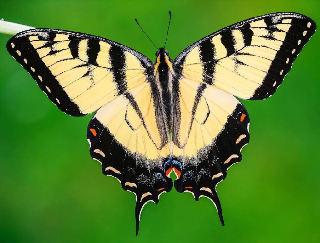 Brilliant Butterfly Photography Vividly Captures Every Exquisite Detail