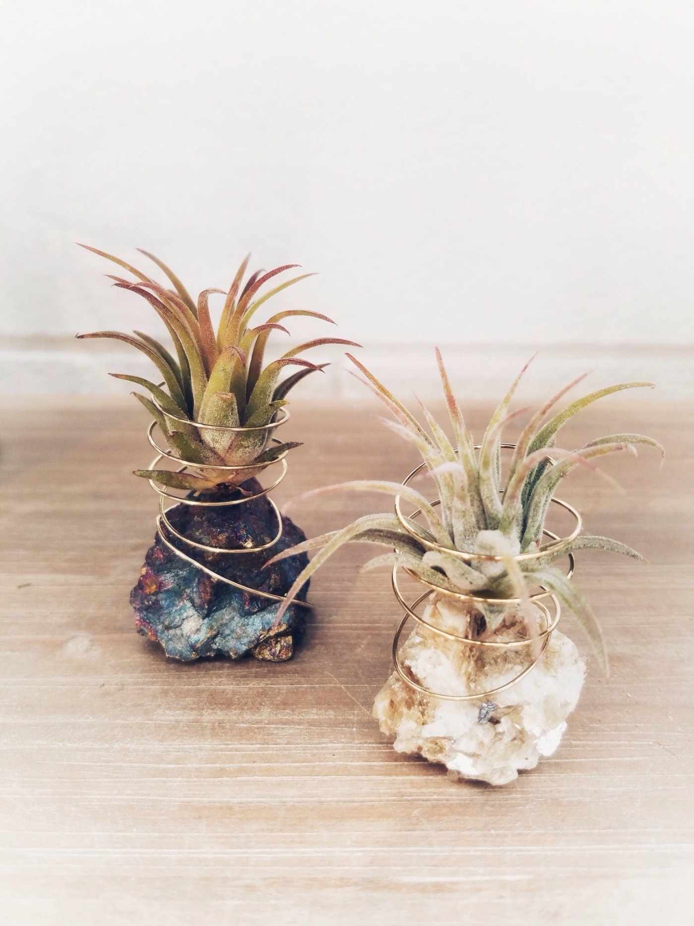 Air Plant Holder