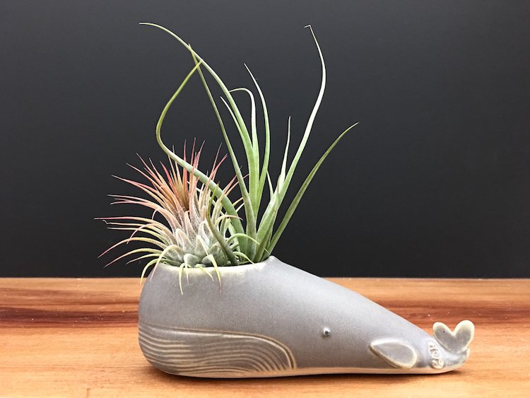 Air Plants and Air Plant Holders