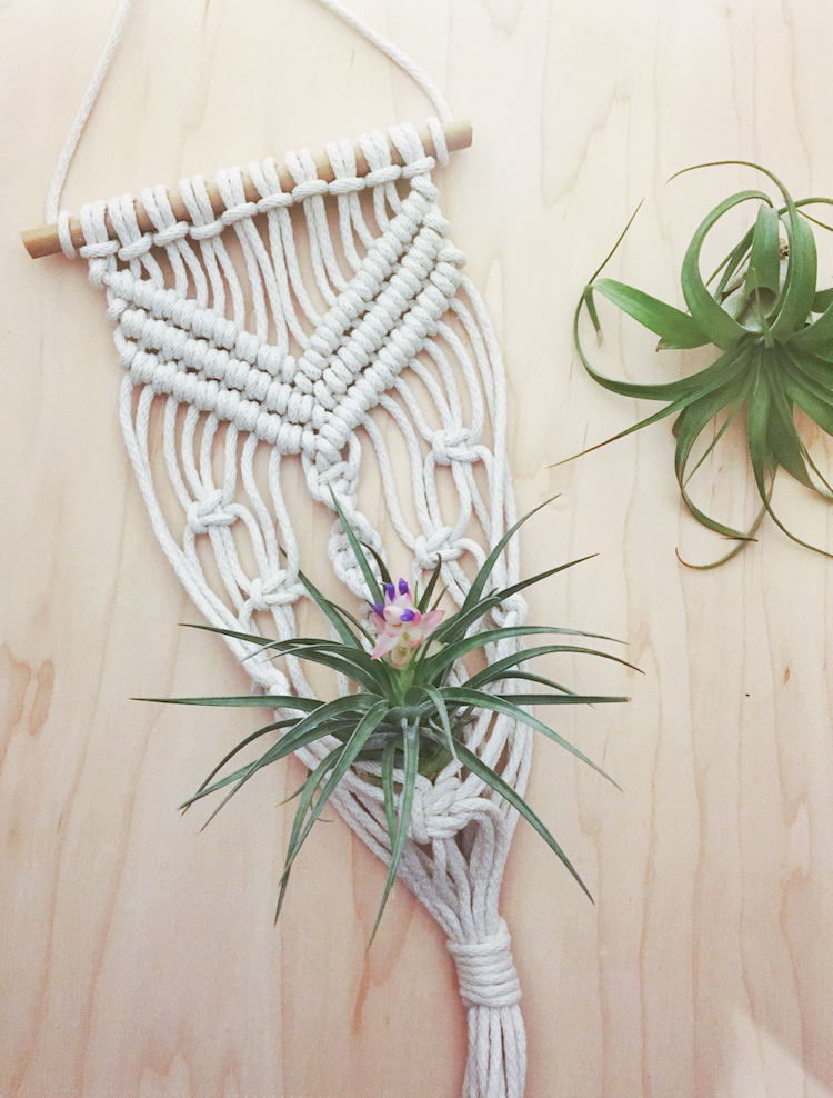 Air Plants and Air Plant Holders