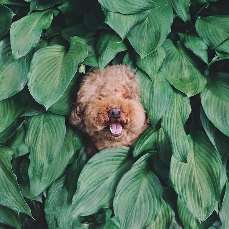 Cookie, a Cute Dog on Instagram