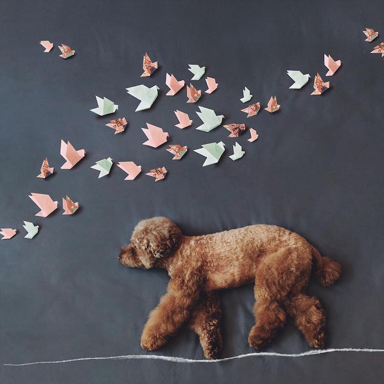 Cookie the Red Poodle, a Cute Dog Instagram