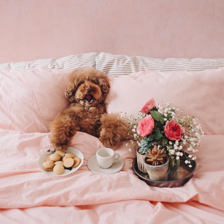 Cookie the Red Poodle, a Cute Dog Instagram