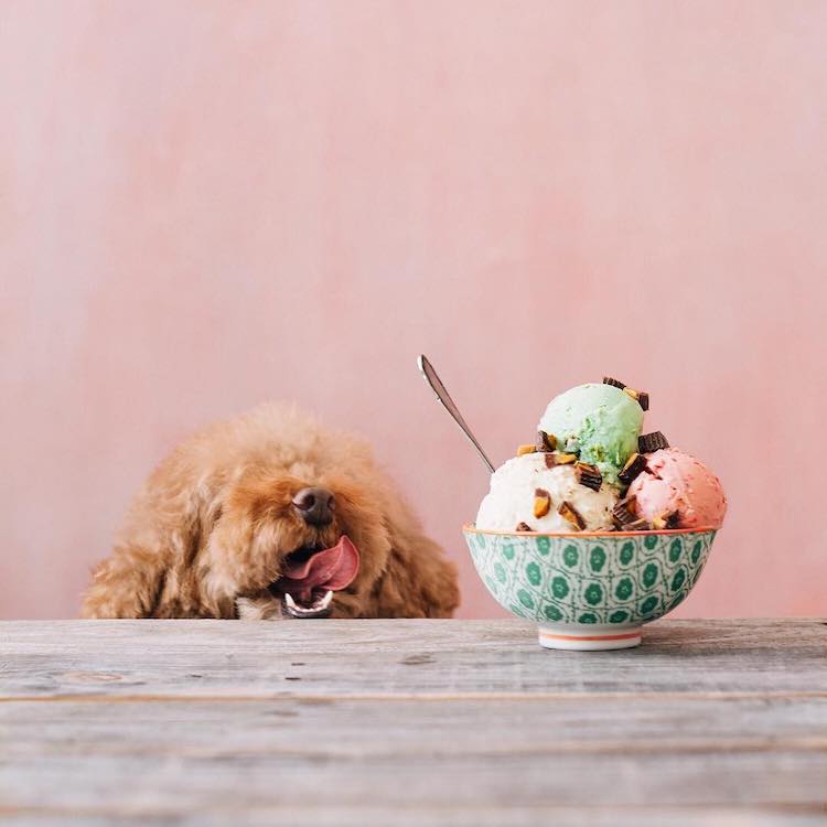 Cookie the Red Poodle, a Cute Dog Instagram