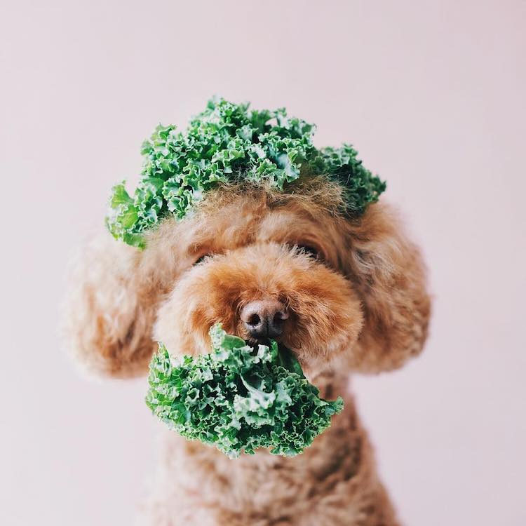 Cookie the Red Poodle, a Cute Dog Instagram