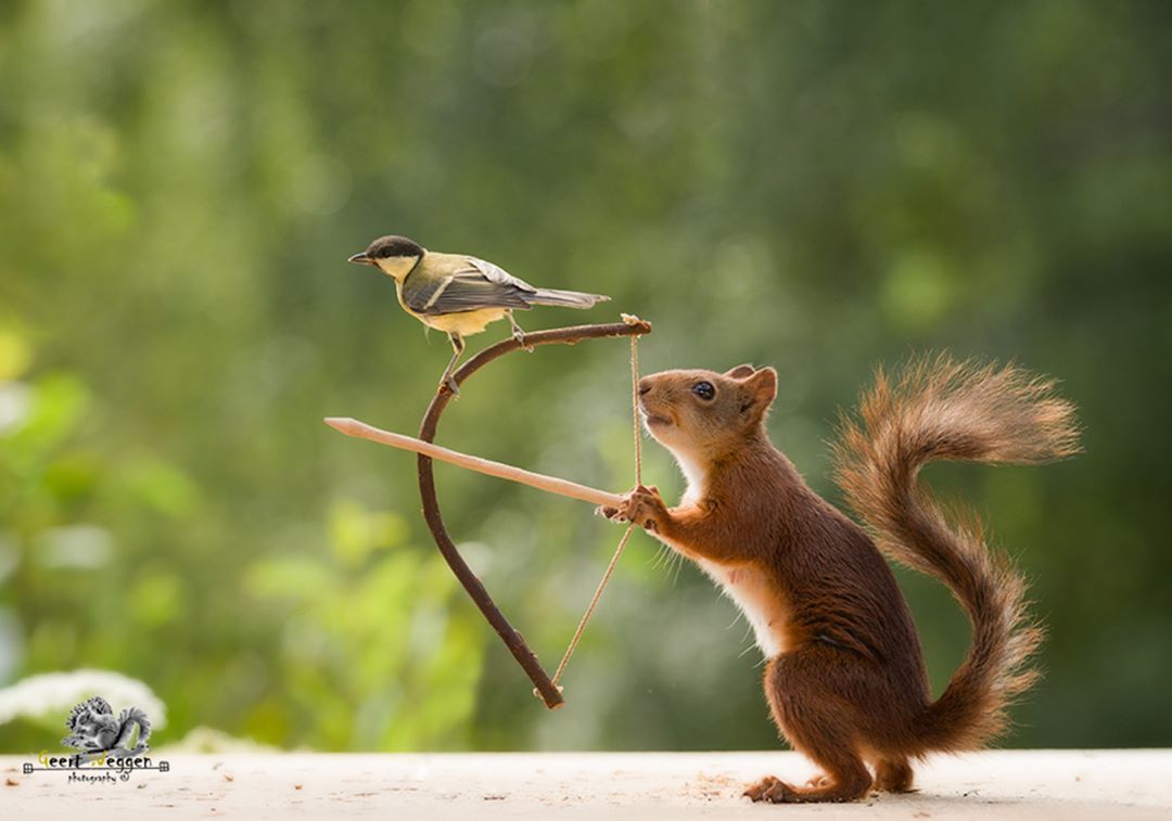 Squirrel Portraits by Geert Weggen