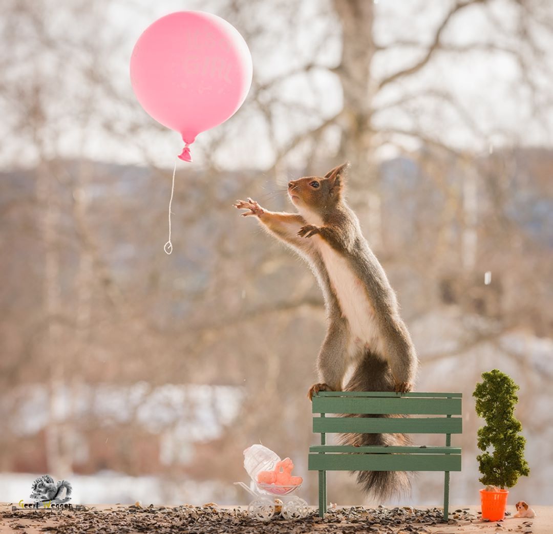 fotografías de ardillas por Geert Weggen