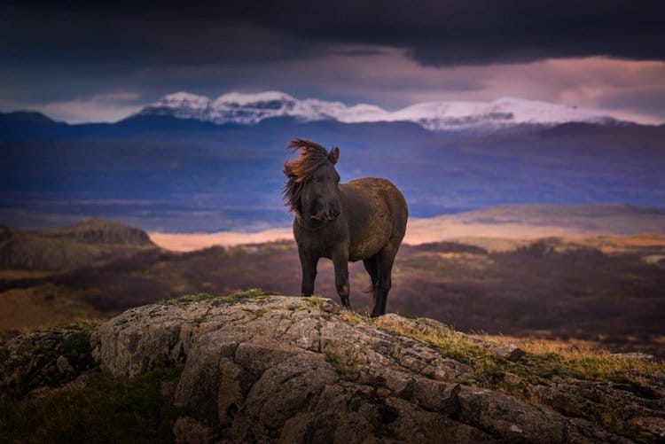 Horse in Iceland by Albert Dros