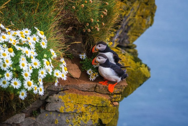 Puffins in Iceland by Albert Dros