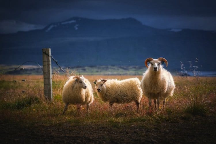 Sheep in Iceland