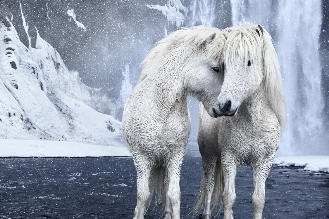 Photos de chevaux islandais par Drew Doggett
