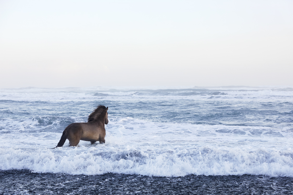 Photos de chevaux islandais par Drew Doggett