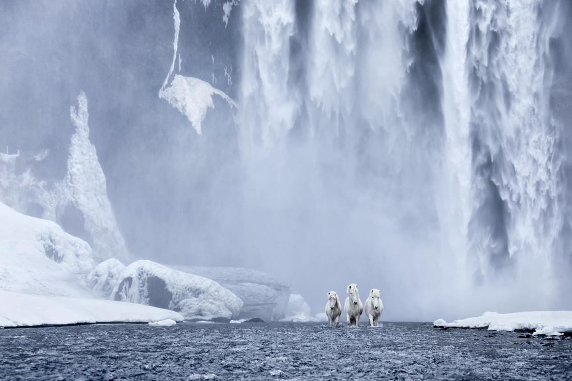 Photos de chevaux islandais par Drew Doggett