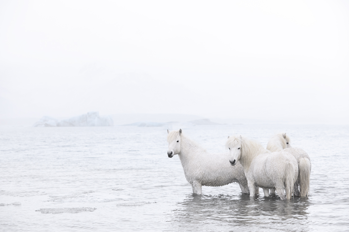 Photos de chevaux islandais par Drew Doggett