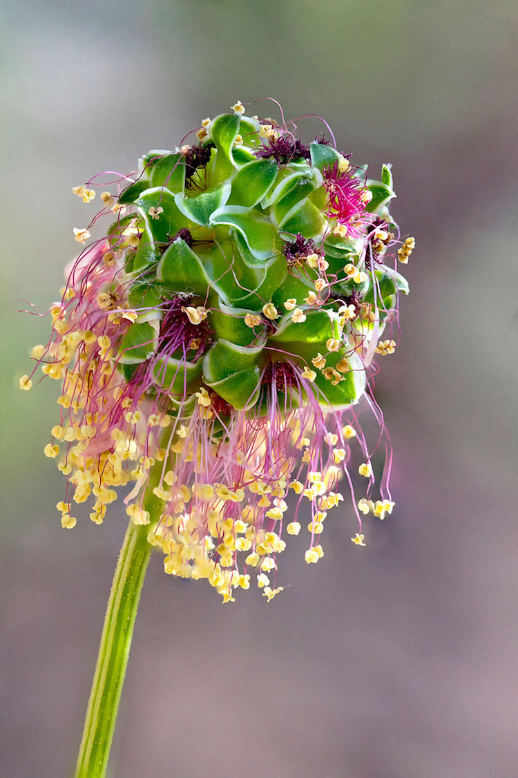 International Garden Photographer of the Year 2018 Macro Photo Winners