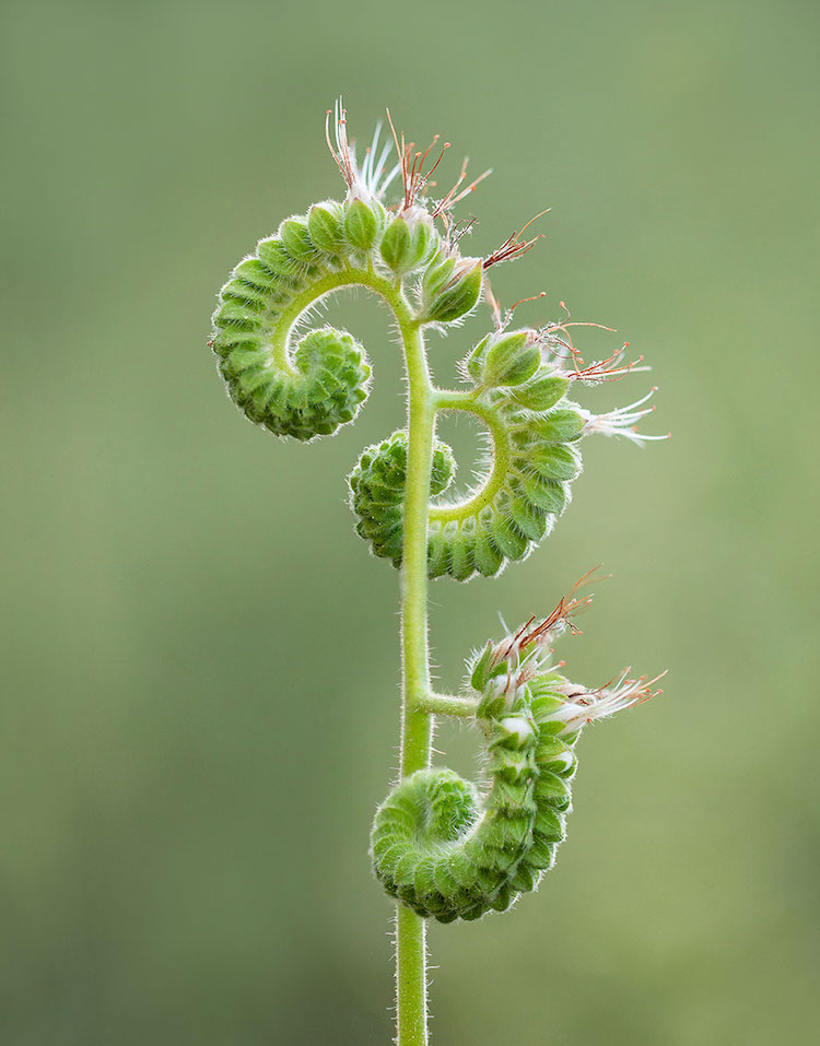 International Garden Photographer of the Year 2018 Macro Photo Winners