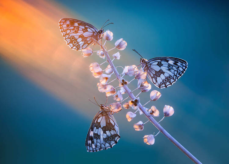 International Garden Photographer of the Year 2018 Macro Photo Winners