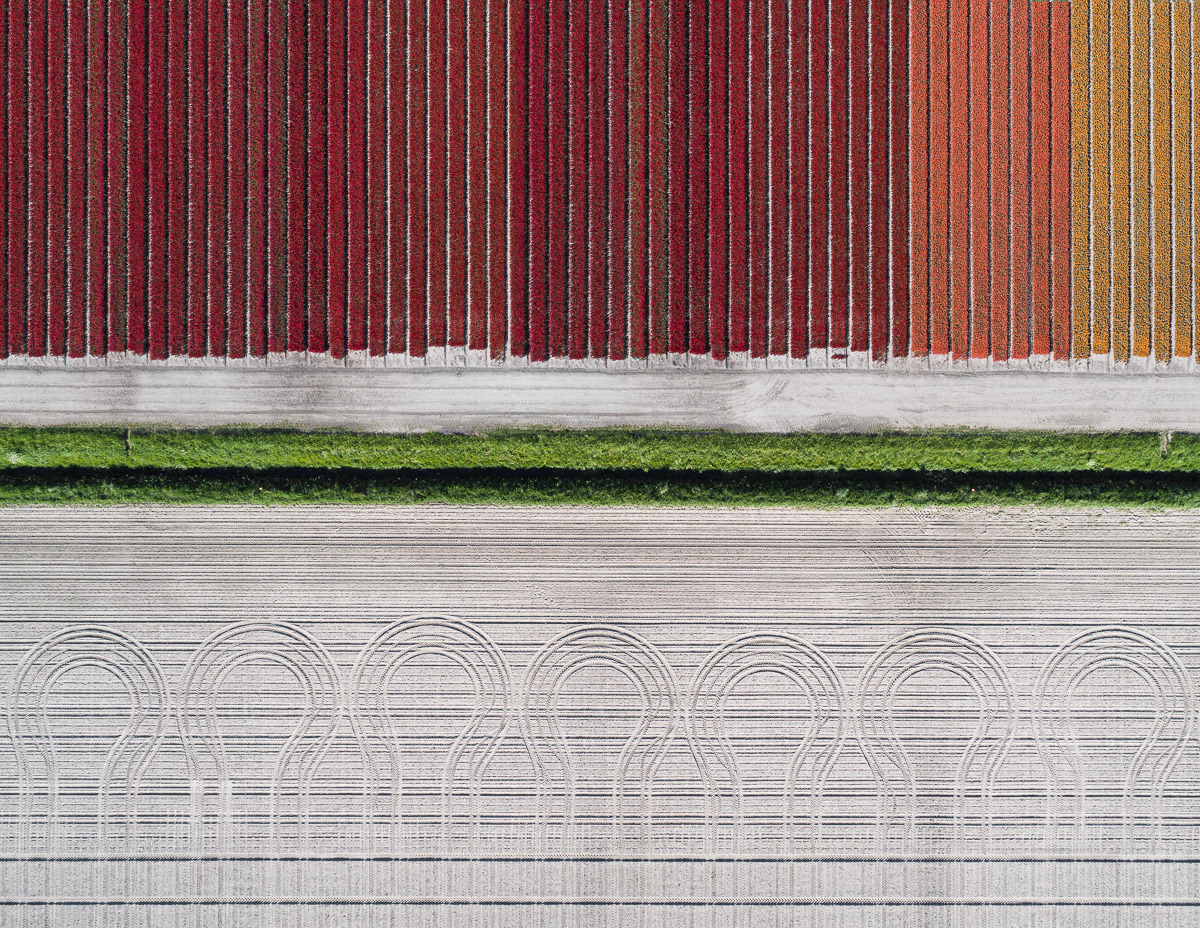 Aerial Photo of a Tulip Field by Tom Hegen