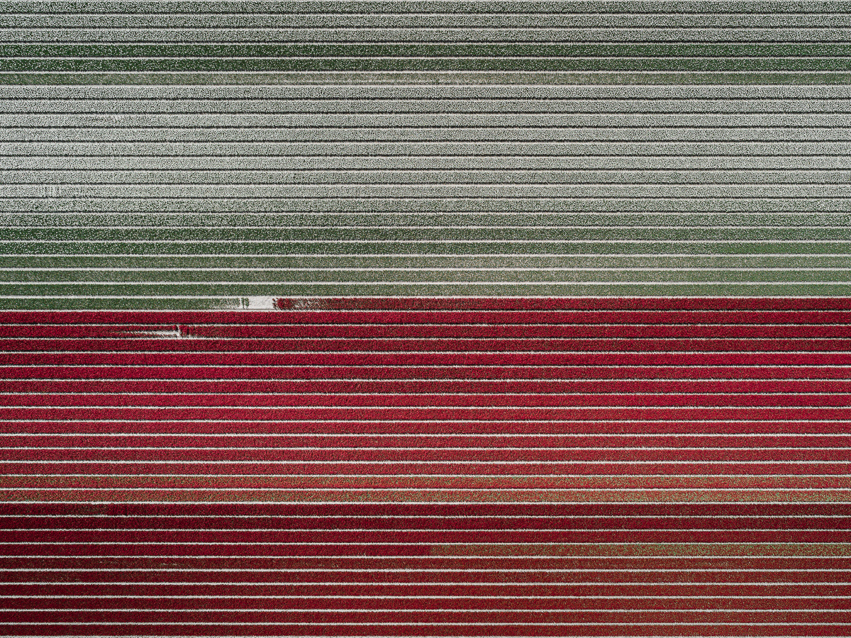 Tulip Field Photo by Tom Hegen