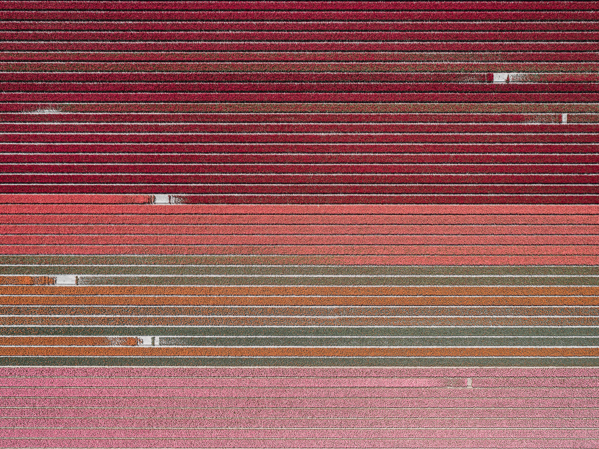 Tulip Fields Aerial Photo by Tom Hegen