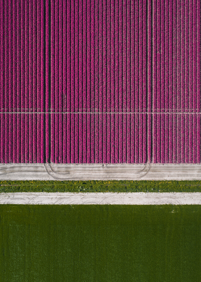 Tulip Fields Aerial Photo by Tom Hegen
