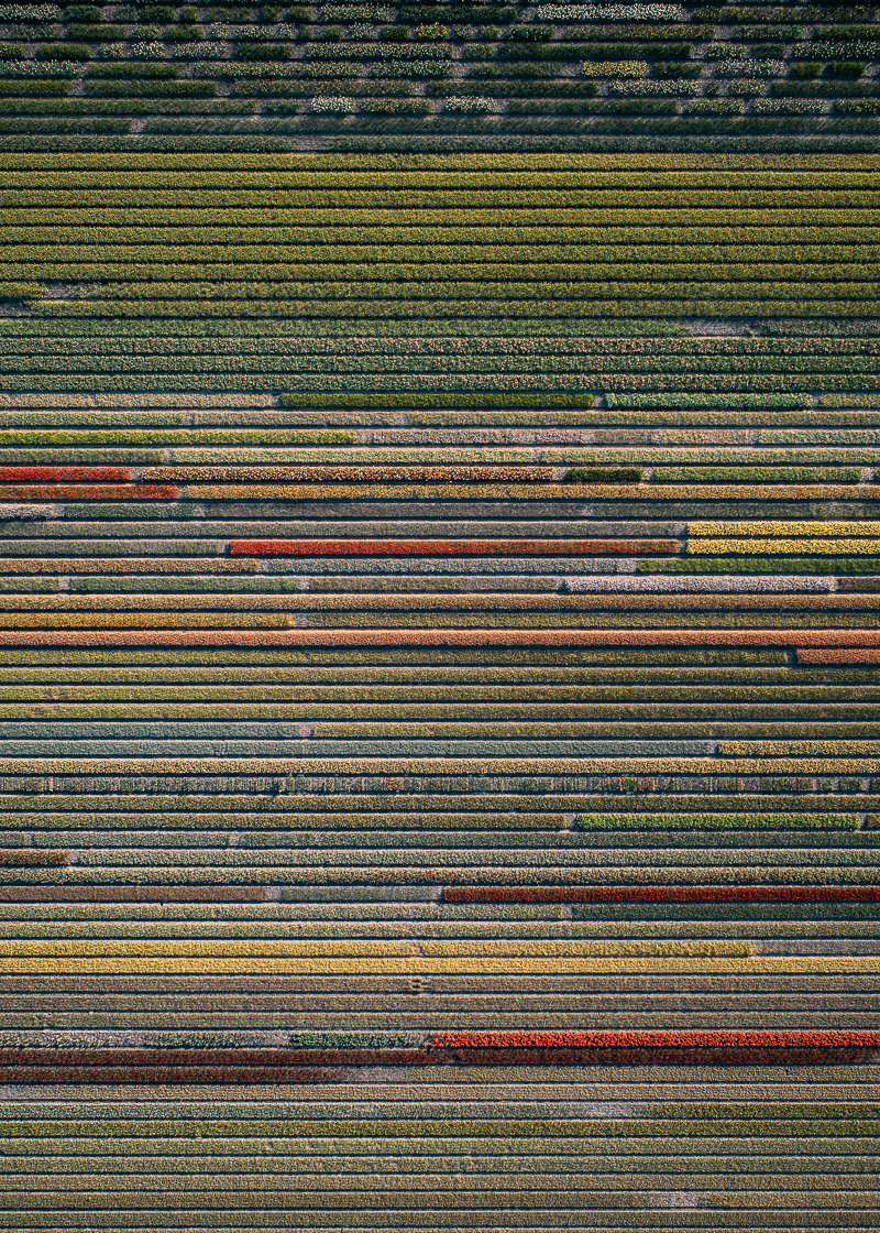 Tulip Fields Aerial Photo by Tom Hegen