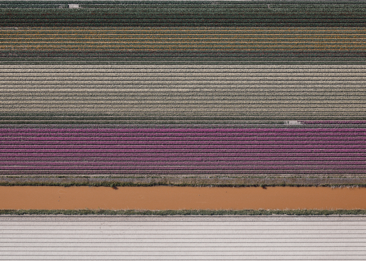 Tulip Fields Aerial Photo by Tom Hegen