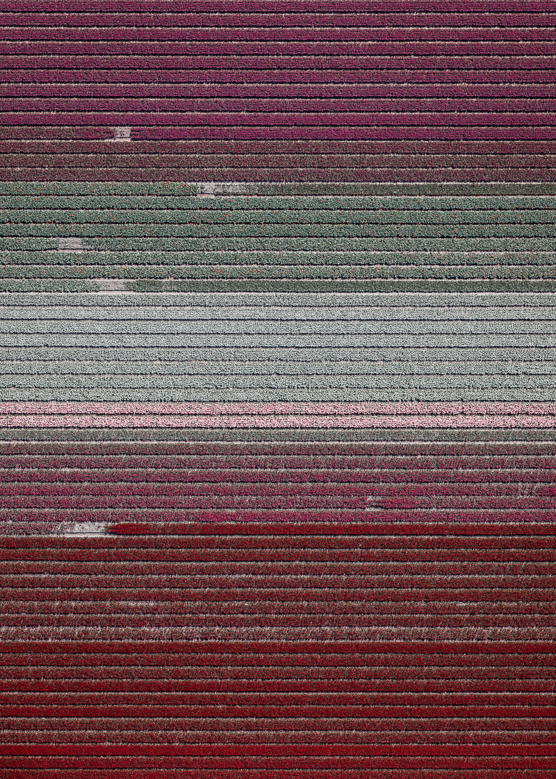 Aerial Photo of a Tulip Field by Tom Hegen