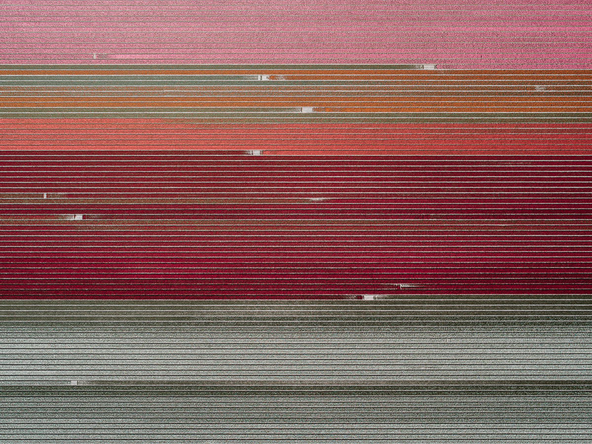 Aerial Photo of a Tulip Field by Tom Hegen