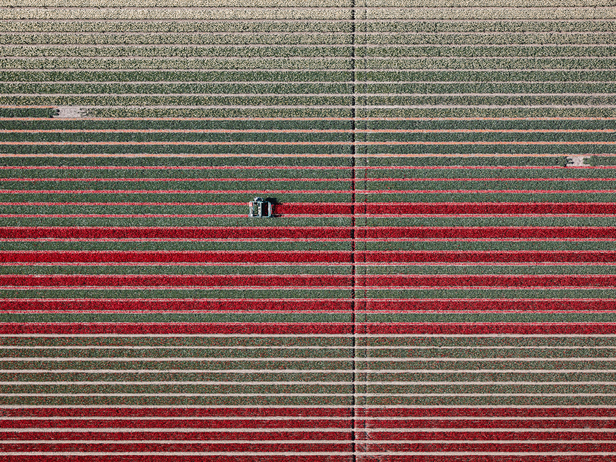 Tulip Field Photo by Tom Hegen