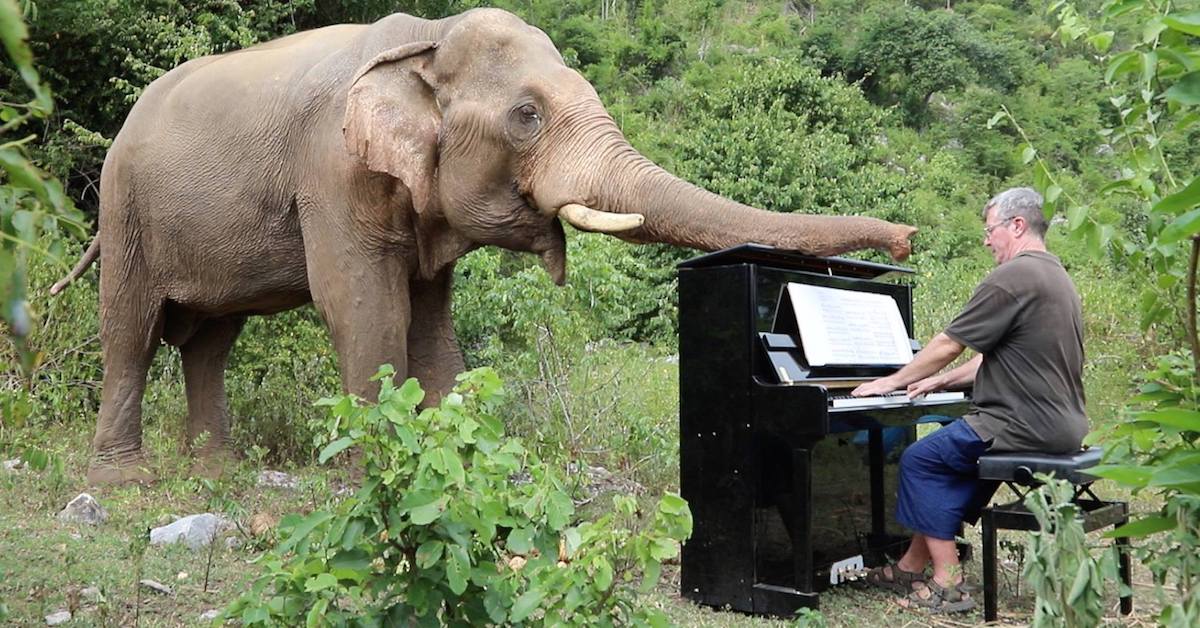 Pianist Plays Classical Music for Elephants to Comfort Blind Elephants