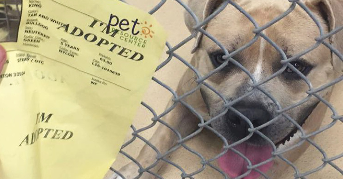 "Clear the Shelters” Campaign Encouraged Thousands to Adopt a Pet