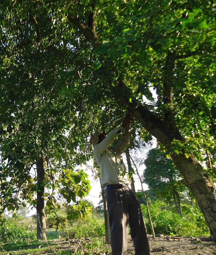 Hombre Bosque de India Jadav Payeng Bosque Molai