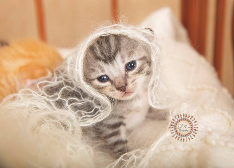 Adorable Cat Newborn Photo Shoot