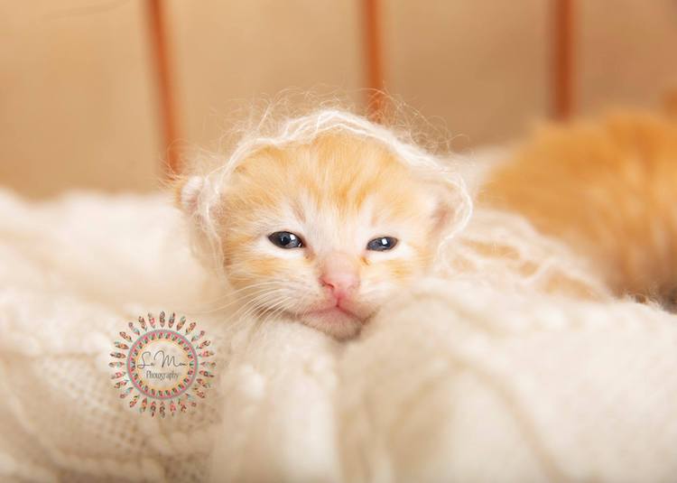 Adorable Cat Newborn Photo Shoot