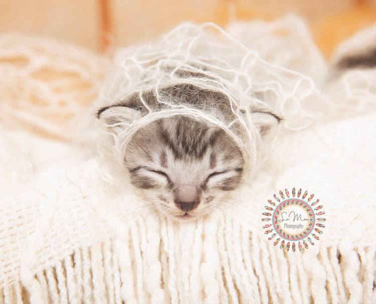 Adorable Cat Newborn Photo Shoot
