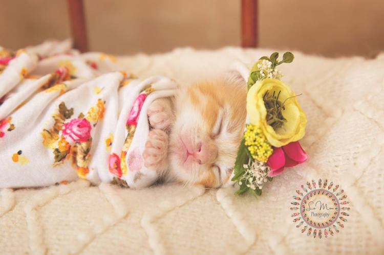 Newborn Cat Photos