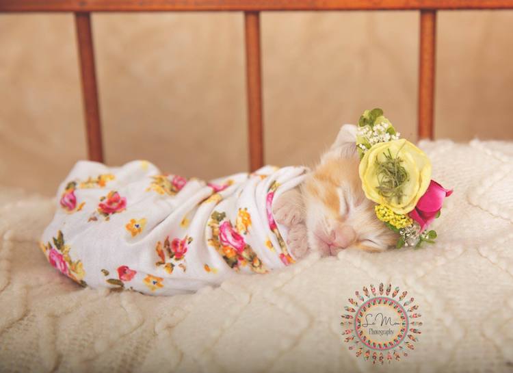 Adorable Cat Newborn Photo Shoot Helps to Adopt Rescue Kitties