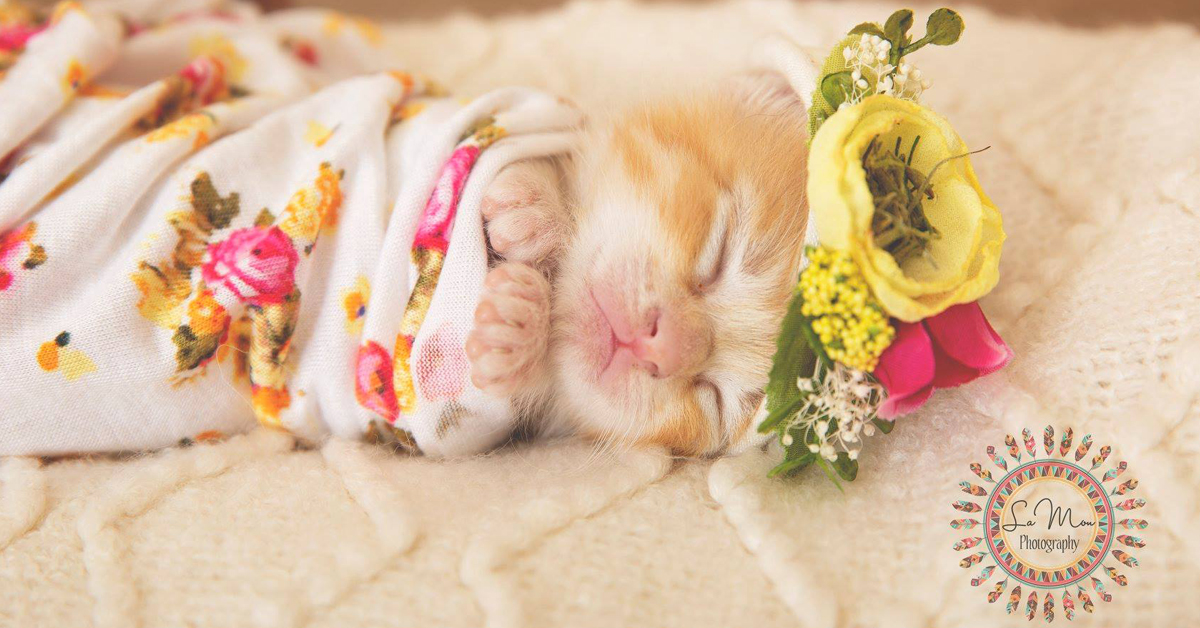 These sweet little kittens got the newborn photo shoot they all deserve. 