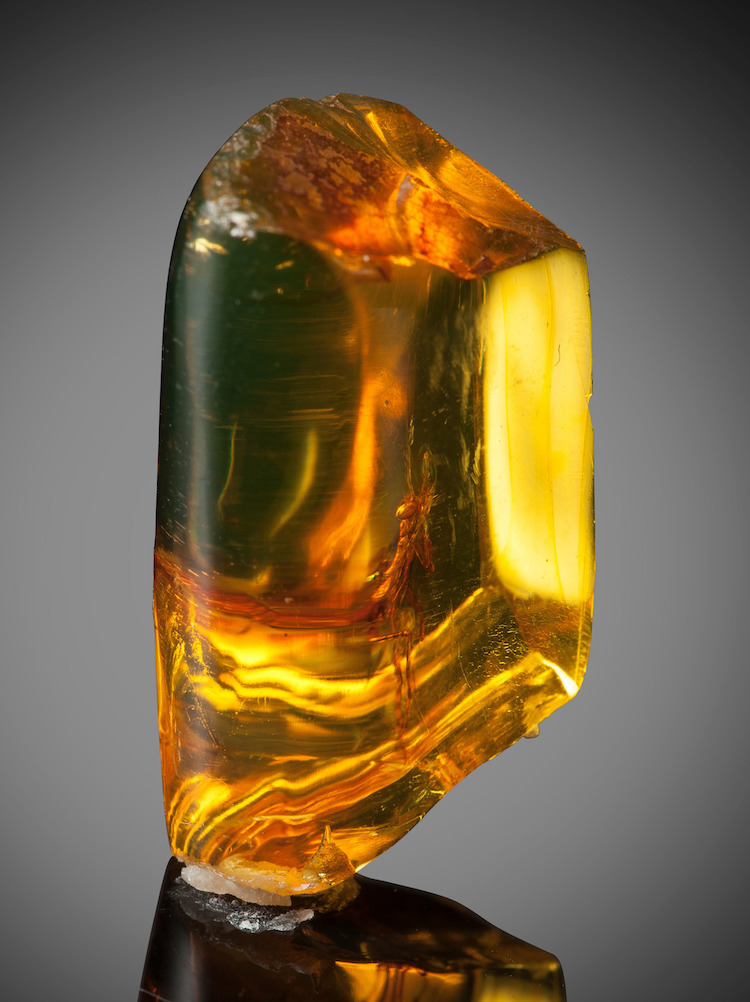 Praying Mantis Trapped in Amber