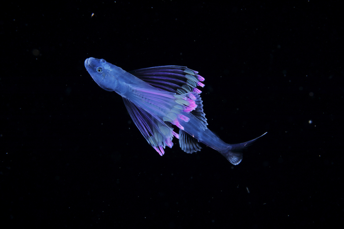 Stunning Underwater Photos of Microscopic Plankton by Ryo ...