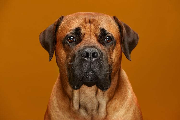 The Dog Show Season 2 Dog Portraits Different Dog Breeds Alexander Khokhlov Veronica Ershova