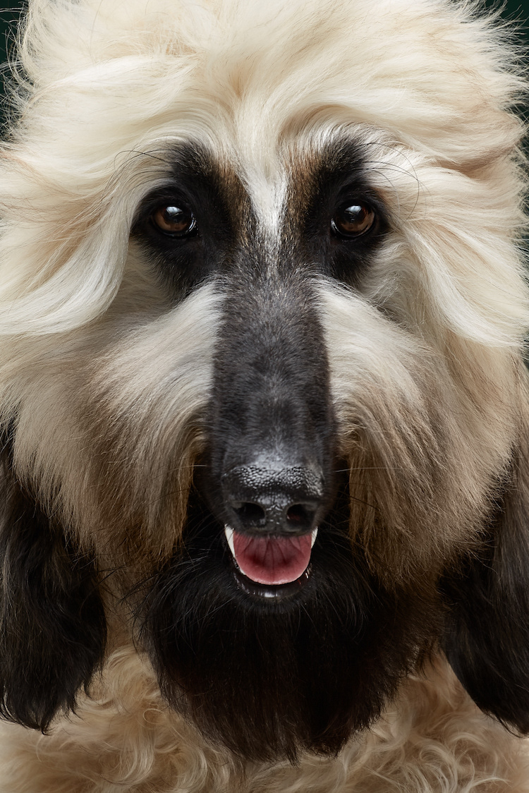 The Dog Show Season 2 Dog Portraits Different Dog Breeds Alexander Khokhlov Veronica Ershova