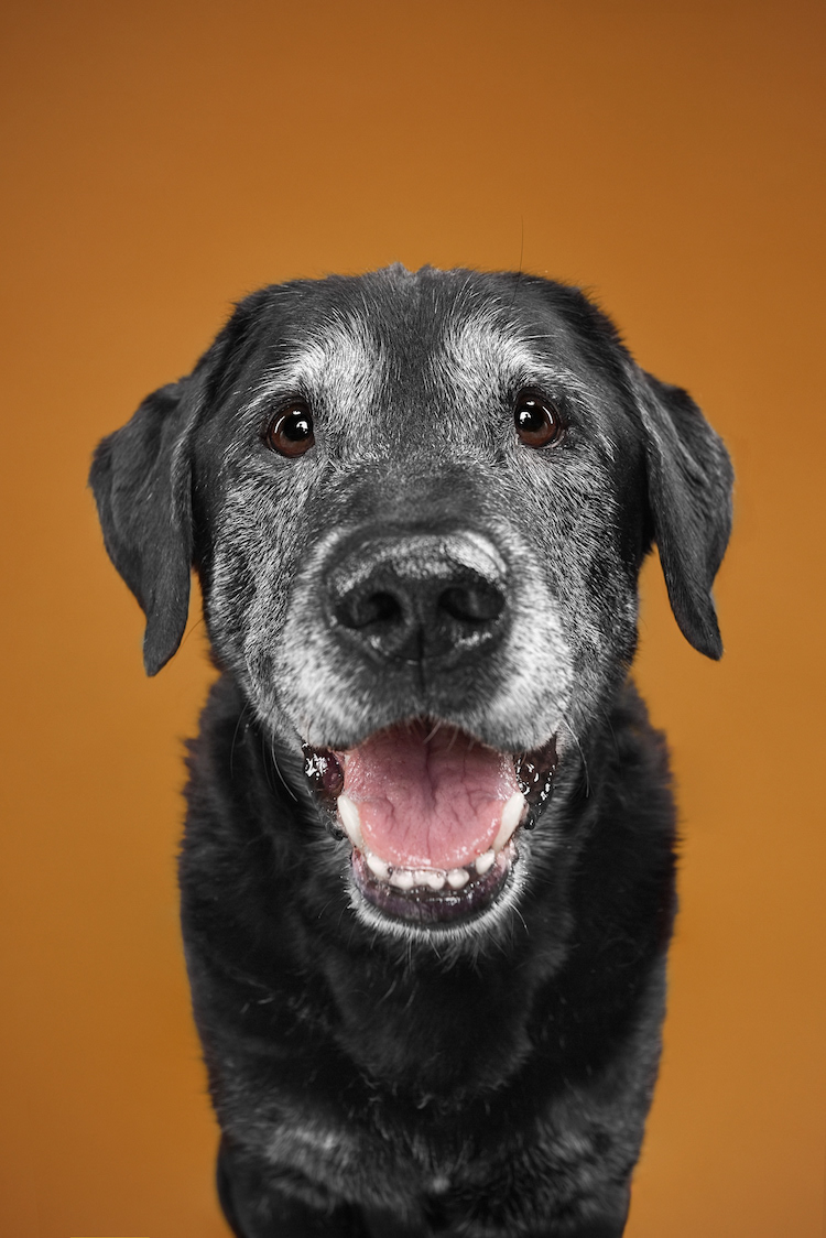 The Dog Show Season 2 Dog Portraits Different Dog Breeds Alexander Khokhlov Veronica Ershova