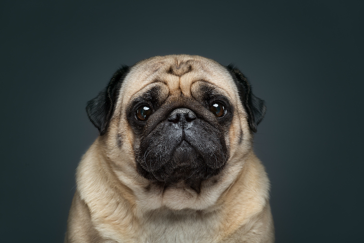 The Dog Show Season 2 Dog Portraits Different Dog Breeds Alexander Khokhlov Veronica Ershova