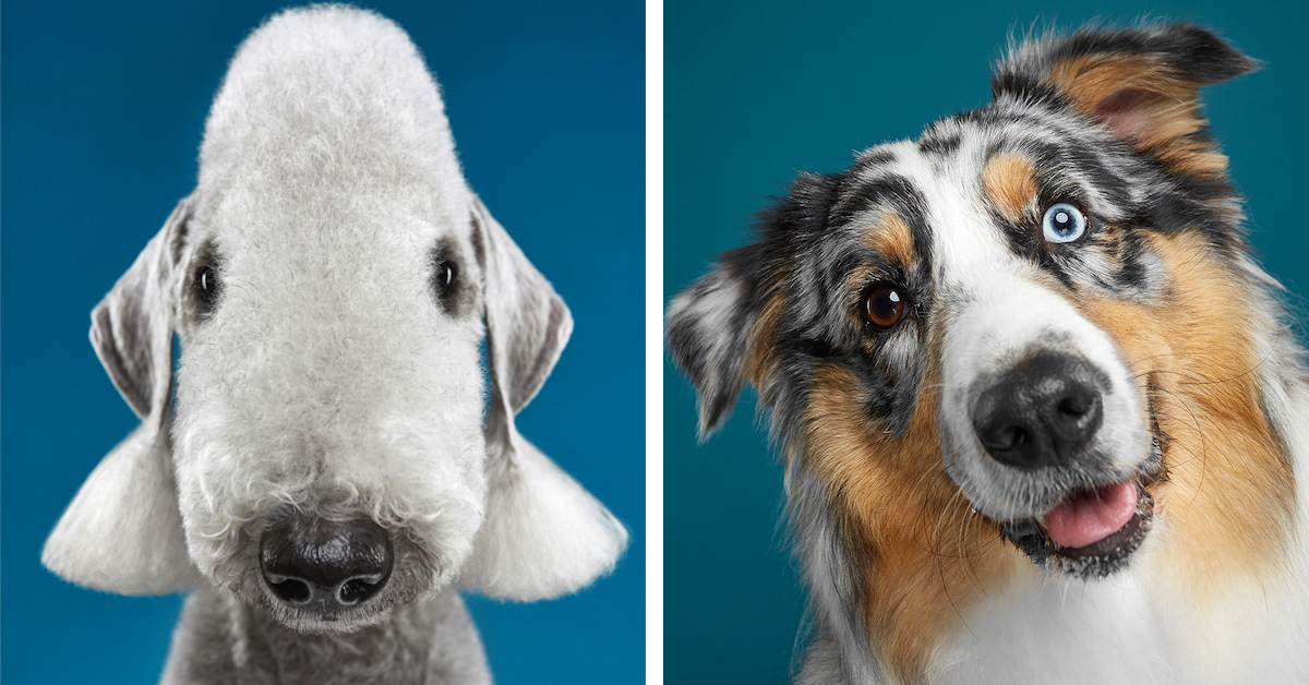 "The Dog Show, Season 2" by Alexander Khokhlov Features Fun Dog Portraits