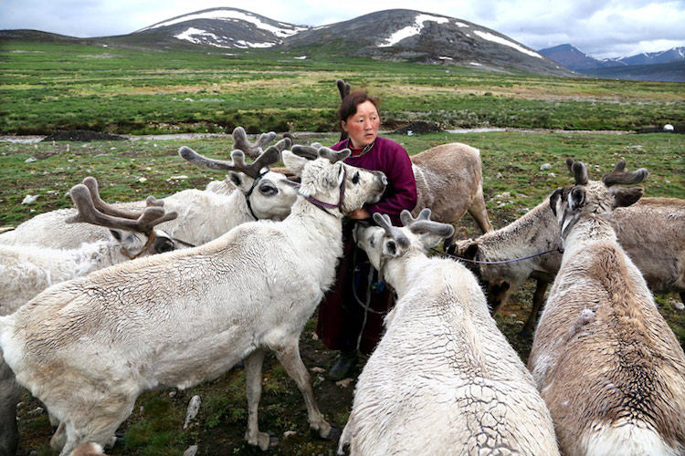 Tsaatan Reindeer Herders by Pascal Mannaerts