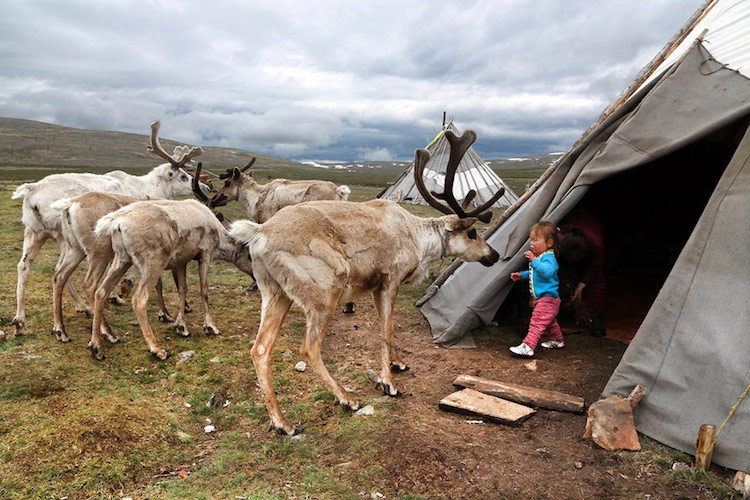 Tsaatan Reindeer Herders in Mongolia by Pascal Mannaerts