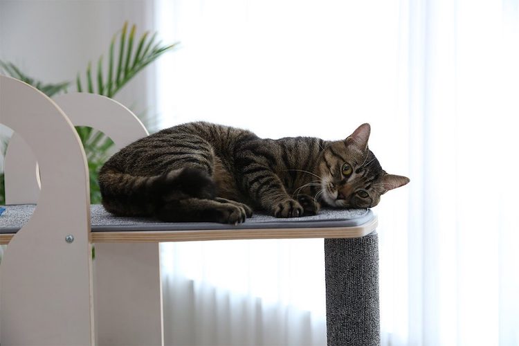 Modern Cat Tower Sold by Tuft + Paw